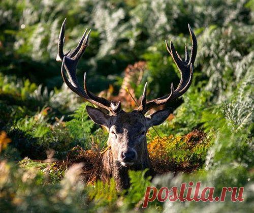 Цвета осени в Великобритании
