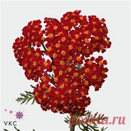 B001103_0000875834_H_1.jpg (450×450)