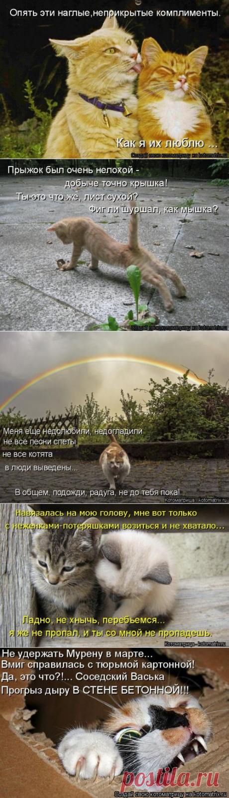 Лучшая котоматрица недели (38 фото)