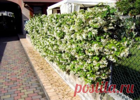Забор из кустарников — делаем сами