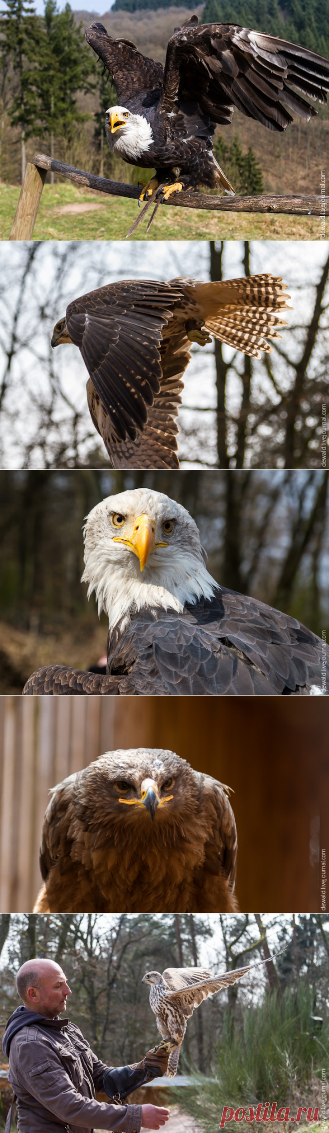 Парк хищных птиц — Наука и жизнь