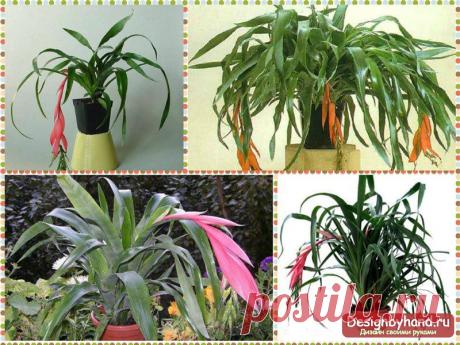 Растения для кухни. Фото и идеи, выбор растений.