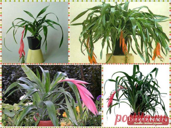 Растения для кухни. Фото и идеи, выбор растений.