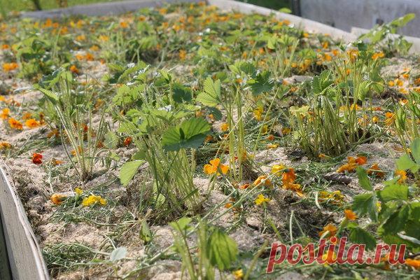 Безжалостная обрезка земляники. | Есть время под солнцем | Яндекс Дзен