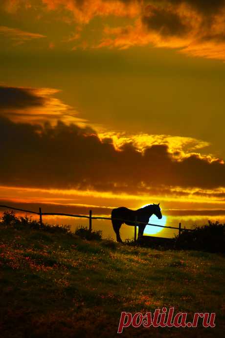 gyclli:
“  so_lleone….no, so’ cavallo / By gianmarco giudici ”
