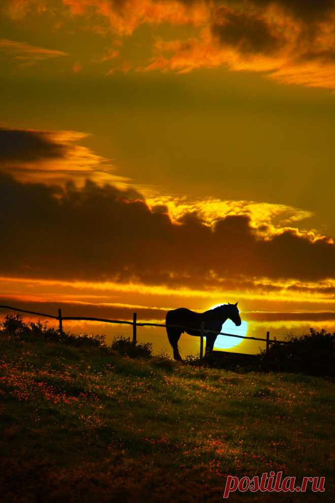 gyclli:
“  so_lleone….no, so’ cavallo / By gianmarco giudici ”