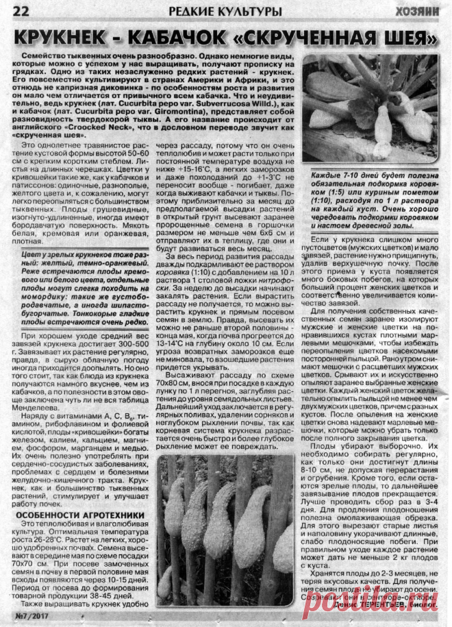 Крукнек - кабачок "скрученная шея"