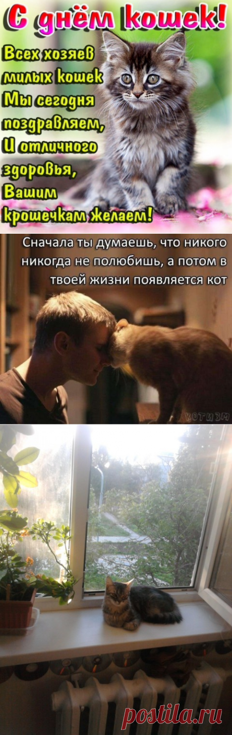 8 августа Международный день кошек!