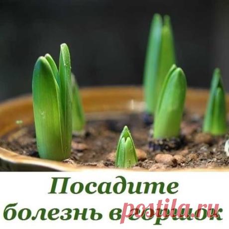 Посадите болезнь в горшок
Исцелить человека можно очень простым способом, который доступен практически каждому. Основывается он на проверенной веками практике, что болезнь может быть перенесена с пациента на любой другой организм, в частности — на растение. 
Само действо вам может показаться даже идиотическим, что свойственно рационалам, но давайте прежде немного уточним откуда это взялось. Не поверите, но это действительно очень серьёзный материал. Известно что шаманизм с...