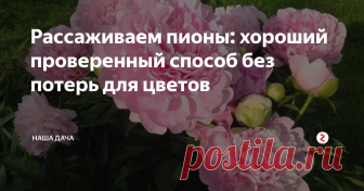 Рассаживаем пионы: хороший проверенный способ без потерь для цветов  На даче у родителей растет куст пиона, он остался еще от прежних хозяев: шикарный экземпляр с огромными, нежно-розовыми цветами-шарами. Невероятной красоты куст тетя Галя (прежняя хозяйка дома) не захотела оставлять, приехала по осени и выкопала его. А после зимы, на этом же месте показались пионовые росточки – куст пошел от остатков корня.