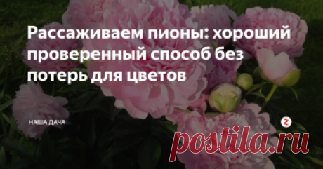 Рассаживаем пионы: хороший проверенный способ без потерь для цветов  На даче у родителей растет куст пиона, он остался еще от прежних хозяев: шикарный экземпляр с огромными, нежно-розовыми цветами-шарами. Невероятной красоты куст тетя Галя (прежняя хозяйка дома) не захотела оставлять, приехала по осени и выкопала его. А после зимы, на этом же месте показались пионовые росточки – куст пошел от остатков корня.