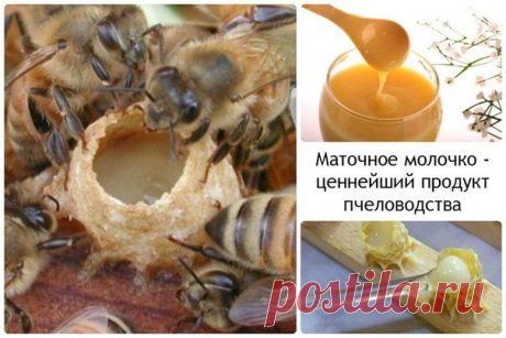 ПЧЕЛИНОЕ МАТОЧНОЕ МОЛОЧКО!