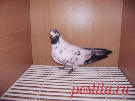 Летные голуби