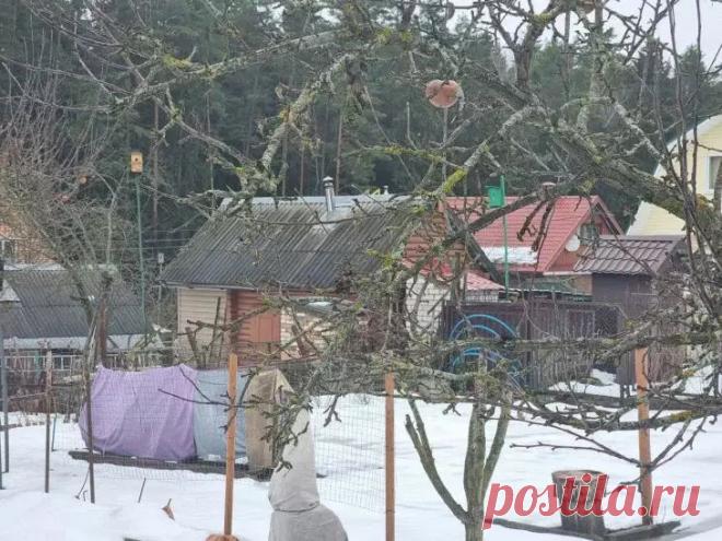 Названы 3 весенние ошибки садовода: проверьте свой участок. Как избежать весенних ловушек на даче и превратить свой сад в оазис, а не в поле боя.