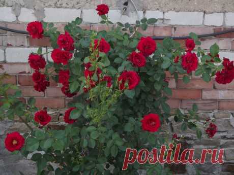 Розы