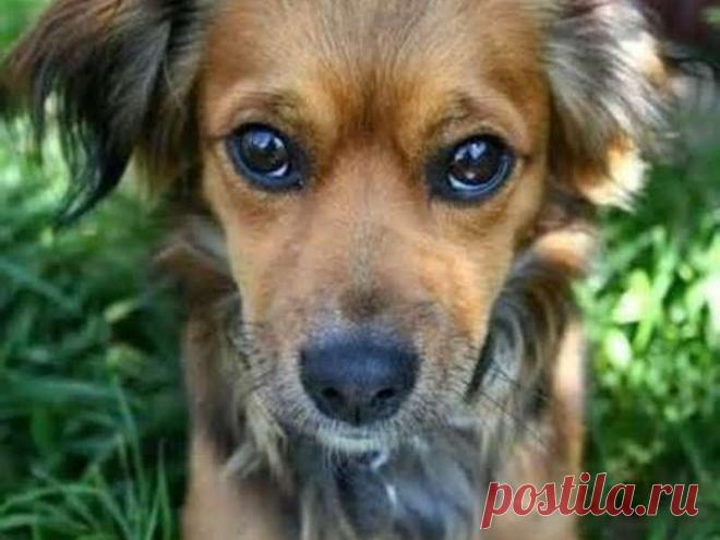 Как помочь собаке, если она съела яд на улице! 







Как помочь собаке, если она съела яд на улице!
В России с каждым годом все больше и больше распространяется движение догхантеров, а точнее - просто живодеров. 
Его участники убивают на улице к…