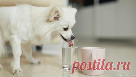 7 удивительных фактов о том, как собаки пьют воду Собаки пьют воду совсем не так, как мы или даже кошки. Их способ может казаться хаотичным и неуклюжим, но на самом деле он продуман природой до мельчайших деталей. Учёные разобрали этот процесс по шагам и показали, что за привычным «хлюпаньем» скрываются настоящие законы физики.Факт №1. У...