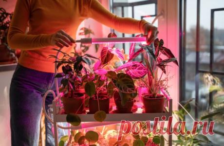 Вся правда о досветке растений, или Что вы не знали о фитолампах — Ботаничка