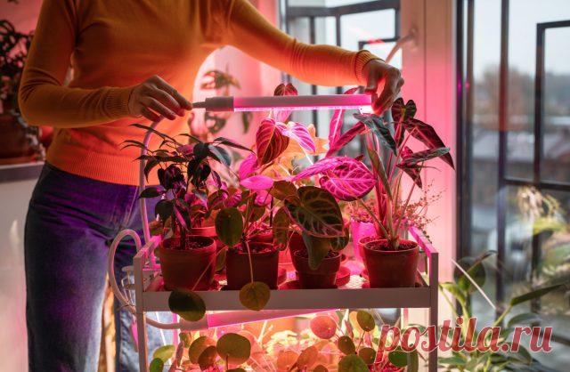 Вся правда о досветке растений, или Что вы не знали о фитолампах — Ботаничка