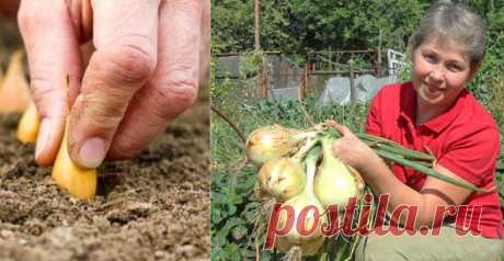 Из дневника дачницы: 4 совета, которые помогут вырастить рекордный урожай лука! Огородник из меня, прямо скажу, не ахти. Но лук на моем дачном участке заставляет соседей кусать локти от зависти. Ухаживать за ним меня научила моя тетя. Первое, что нужно знать начинающему садоводу-любителю, — лук не любит гнилистую почву. Поэтому если на твоем участке неподходящий грунт, следует