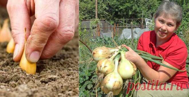 Из дневника дачницы: 4 совета, которые помогут вырастить рекордный урожай лука! Огородник из меня, прямо скажу, не ахти. Но лук на моем дачном участке заставляет соседей кусать локти от зависти. Ухаживать за ним меня научила моя тетя. Первое, что нужно знать начинающему садоводу-любителю, — лук не любит гнилистую почву. Поэтому если на твоем участке неподходящий грунт, следует