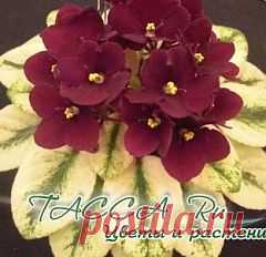 Размножение фиалок листом, черенком, цветоносами.