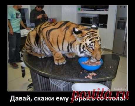 Как вычислить “кошатника&quot;(55 фото)