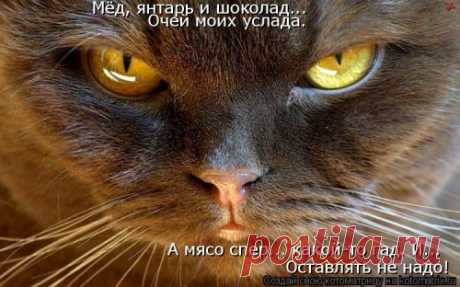 Свежая котоматрица для настроения (41 фото) | Чёрт побери И вновь прикольные картинки с очаровательными кошками, котами и котятами, которые поднимут вам настроение!