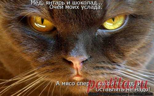 Свежая котоматрица для настроения (41 фото) | Чёрт побери И вновь прикольные картинки с очаровательными кошками, котами и котятами, которые поднимут вам настроение!