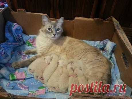 ¸.•*´¨`*•. ¸¸.•*´¨`*• .¸
РАССКАЗ ИЗ ИНЕТА

Просто наблюдения... 
Сегодня утром вылетела на балкон на отчаянный котёночий писк — ну, думаю, опять какая-то сво… котят в помойку бросила! И наблюдаю картину — к помойке подъехала уборочная машина, дворник начал растаскивать груду вынесенной мебели, а там ночью окотилась кошечка молоденькая… Бегает, бедняжка, на всех шипит, лапами машет, котята надрываются… дворник стоит, не знает что делать… И тут! Выходит один из соседей, нефо...