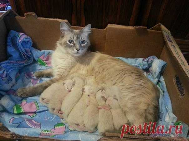 ¸.•*´¨`*•. ¸¸.•*´¨`*• .¸
РАССКАЗ ИЗ ИНЕТА

Просто наблюдения... 
Сегодня утром вылетела на балкон на отчаянный котёночий писк — ну, думаю, опять какая-то сво… котят в помойку бросила! И наблюдаю картину — к помойке подъехала уборочная машина, дворник начал растаскивать груду вынесенной мебели, а там ночью окотилась кошечка молоденькая… Бегает, бедняжка, на всех шипит, лапами машет, котята надрываются… дворник стоит, не знает что делать… И тут! Выходит один из соседей, нефо...