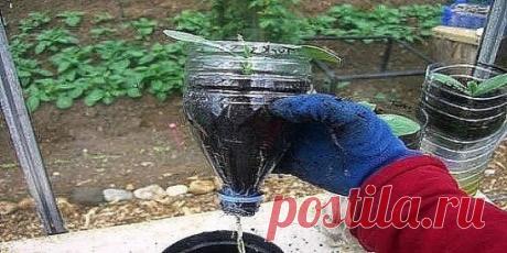 Огурцы в бутылках — удобно и выгодно! Причины разные: хочется свежих овощей, но нет дачного участка, или климат не слишком благоприятствует выращиванию, и т.д. Так
появился новый способ — посадка огурцов в пластиковые бутылки, который оказался удобен и эффективен для многих овощеводов.