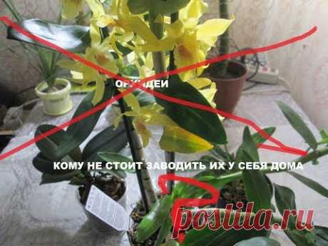 Внимание ! Орхидеи : кому не стоит заводить их у себя дома ?