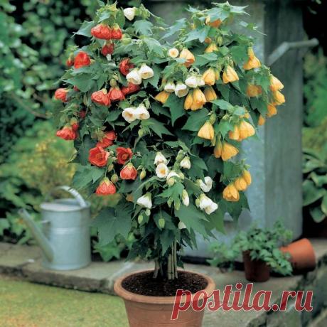 Абутилон в домашних условиях.