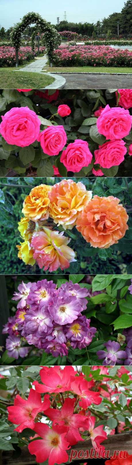 Сад роз в Осаке (Япония) / Rose Garden in Osaka.