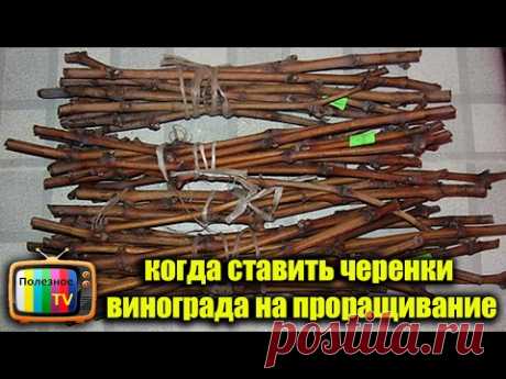 КОГДА НАЧИНАТЬ ПРОРАЩИВАНИЕ ЧЕРЕНКОВ ВИНОГРАДА