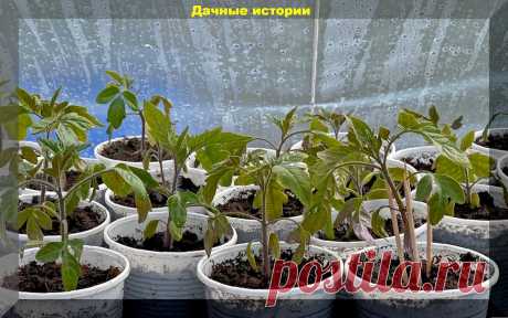 Как помочь рассаде избежать стресса при переезде из квартиры на дачный участок: памятка дачнику | Дачные истории | Яндекс Дзен