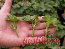 Народные средства для стимуляции роста корней у черенков - Садоводка