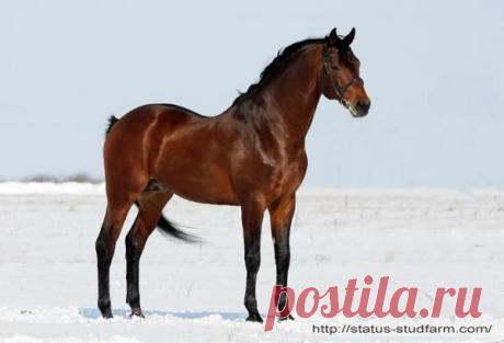 гнедой(украинская верховая порода)