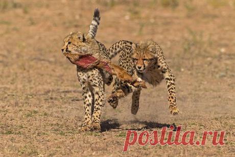 (+1) - Финалисты фотоконкурса Smithsonian Magazine (ФОТО) | САМЫЙ СОК!