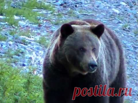 Животный мир Байкальских побережий и гор