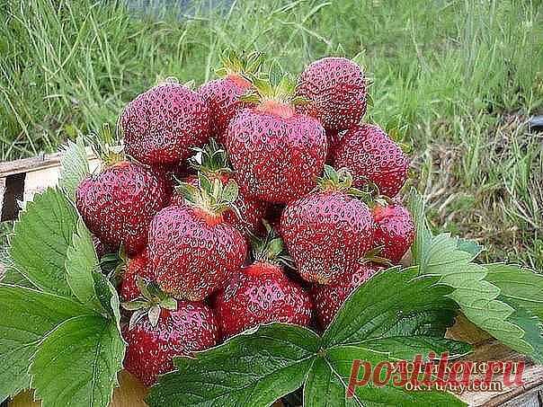 БАЛУЮ СВОЮ КЛУБНИКУ ЯДЕРНОЙ СМЕСЬЮ ОТ ВРЕДИТЕЛЕЙ И БОЛЕЗНЕЙ
Cохраните, чтобы не потерять!

Было это давно, когда мы только-только переехали жить из шумного города в небольшой поселок на севере Ростовской области. Переезжая, я прихватила со своего дачного участка и пару десятков саженцев клубники своего любимого сорта Фестивальная. Но ту-то и произошла незадача. Как только клубничка зацвела, стало что-то нехорошее происходить с желтыми серединками цветков – они чернели, а я...