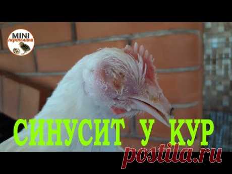 Лечим синусит у курицы.