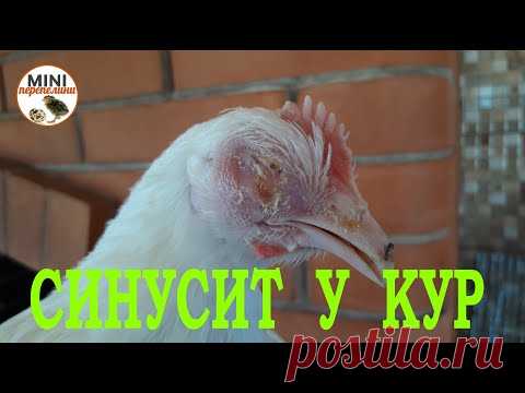 Лечим синусит у курицы.