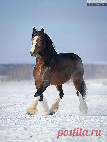 лошади