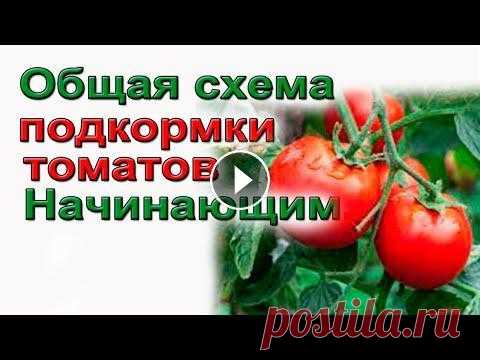 Советую.Полная схема подкормки томатов. ТАБЛИЦА. Основные принципы подкормки томатов.При невозможности регулирования РН и электропроводности. Подкормки томатов должны содержать все основные ...
