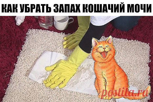 КАК УБРАТЬ ЗАПАХ КОШАЧИЙ МОЧИ 

Вымыть запах кошачьей мочи, а тем более меток территории котов, обычными моющими средствами невозможно. В состав мочи входят урина, уриновая кислота, урохром/уробилин, креатинин, натрий и другие электролиты. Кристаллы уриновой кислоты не растворяются в воде, поэтому их невозможно удалить обычными моющими средствами. Когда моча высыхает, мочевина разлагается бактериями, что дает явный запах аммония. При дальнейшем разложении образуются тиоли ...