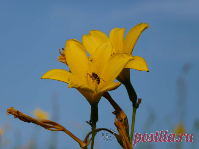 Желтые лилии на закате, амурская обл. 2013г.