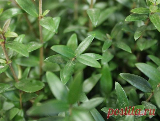 10 комнатных растений, которые приносят счастье