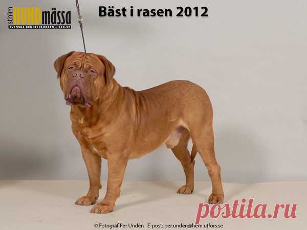 DOGUE DE BORDEAUX Domare:  BOSCH BAS, BELGIEN  NO UCH NORD V-11 SE UCH ALL BRAND BORDEAUX LUKE SKYWALKER Ägare: EDLUND MAI, HÄRNÖSAND Uppfödare: ALLBRAND ELISABETH, ALLBRAND DAVID, VÄSTRA FRÖLUNDA